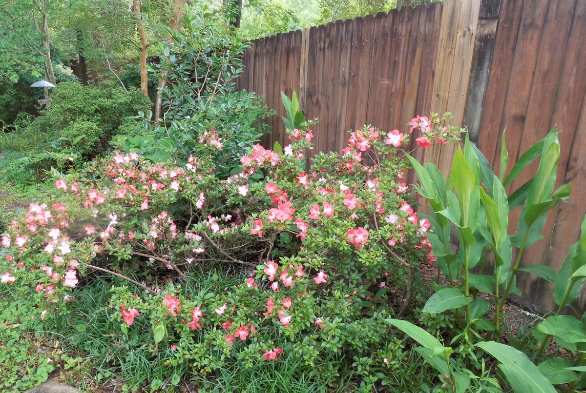 #FlowersOnFriday 
I have enjoyed these late blooming Frosted Orange Gumpo azaleas so much this year, but they are fading fast.
They are fitting for today's #PrayForIndia theme, recalling India's orange, white, and green flag.