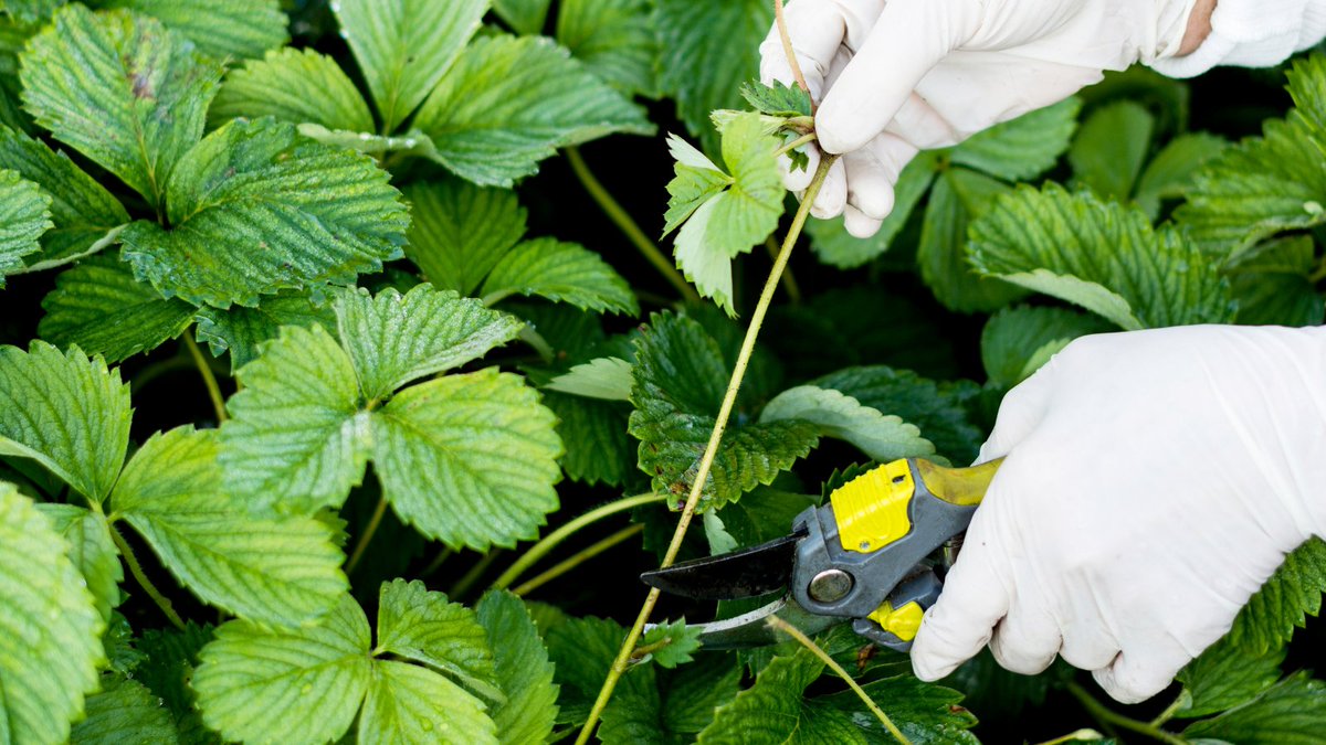 Cut runners from strawberries (these can be rooted on to produce new plants). Runners take a lot of the plant's energy to produce, so in the first two years of life, they should be cut off from where they emerge to allow the plant to concentrate it's energy on fruit production.