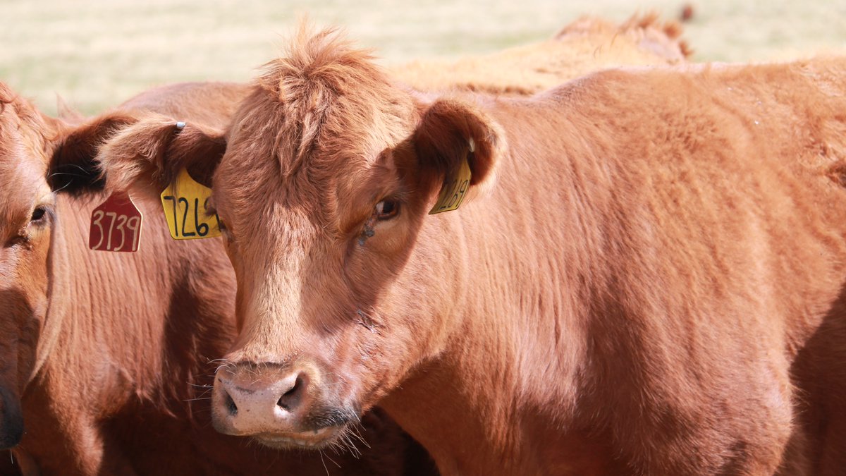 beef_educator's tweet photo. Skeptical of fixed time AI protocols for COWS because of preg rates? The 7&amp;7 Synch protocol from Missouri has shown improvements in cows expressing estrus and becoming pregnant to embryo transfer or AI.
https://t.co/e8cxuWNMNN
#aicows #beefrepro #beefcattle https://t.co/WbctIWnFH1
