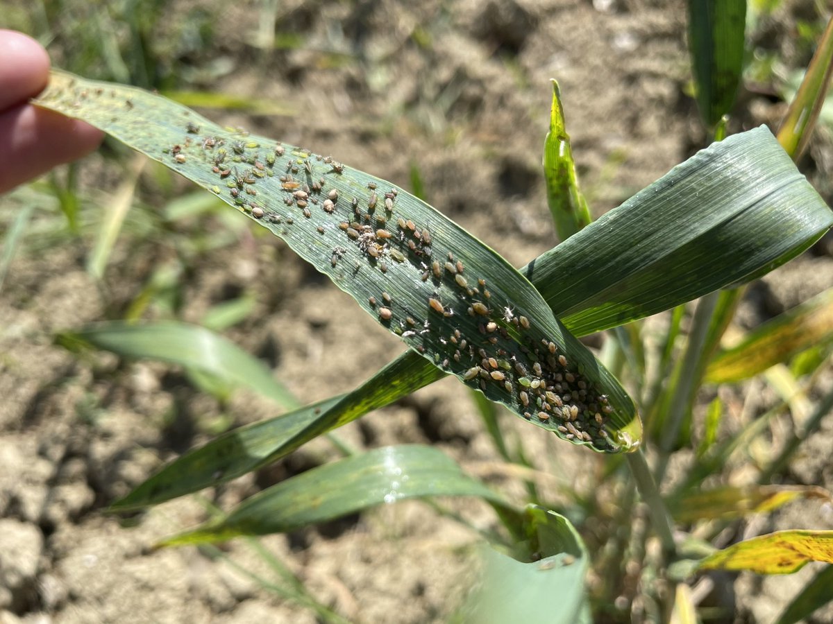 😵 Jamais vu autant de pucerons ! Cette parcelle est une exception mais c’est l’image d’une présence de pucerons incroyable. #ble #bledur #arvalis #agriculture #pucerons