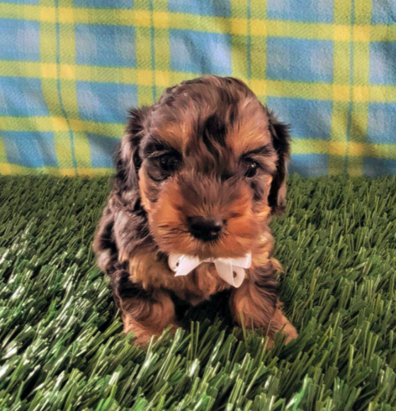 Mercy_Creates's tweet image. In other life-changing news... We're welcoming Izzo to our family tomorrow. 

#MSU #GoGreen