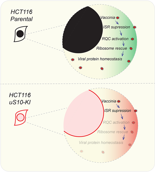 J Cell Science (@j_cell_sci) on Twitter photo Daugherty, Bennett &co <a href="/ucsdbiosciences/">UCSD BioSciences</a> <a href="/ResearchUCSD/">UC San Diego Research and Innovation</a> show that ribosome quality control activity potentiates vaccinia virus protein synthesis during infection. #openaccess thanks to <a href="/Co_Biologists/">The Company of Biologists</a>'s consortia agreement with <a href="/UofCalifornia/">University of California</a>: ow.ly/EvDF50EMyAN Daugherty, Bennett &co <a href="/ucsdbiosciences/">UCSD BioSciences</a> <a href="/ResearchUCSD/">UC San Diego Research and Innovation</a> show that ribosome quality control activity potentiates vaccinia virus protein synthesis during infection. #openaccess thanks to <a href="/Co_Biologists/">The Company of Biologists</a>'s consortia agreement with <a href="/UofCalifornia/">University of California</a>: ow.ly/EvDF50EMyAN