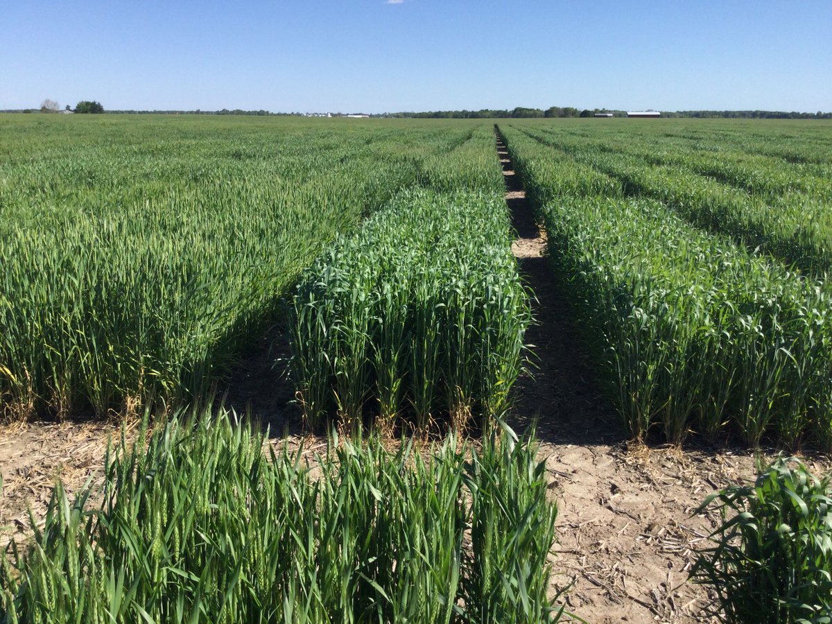 FrankSpelbring's tweet photo. Heading notes in #Croplan #wheat research plots guide selection of a range of maturities in the product offering.  Large acreage growers can manage risk by spreading out optimal spraying and timely harvesting dates.  Get excited! https://t.co/zq843HmfSY