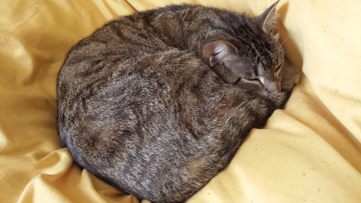 LazyData tweet media