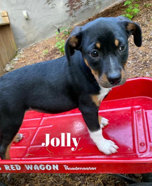 NY Shelter Pets tweet media