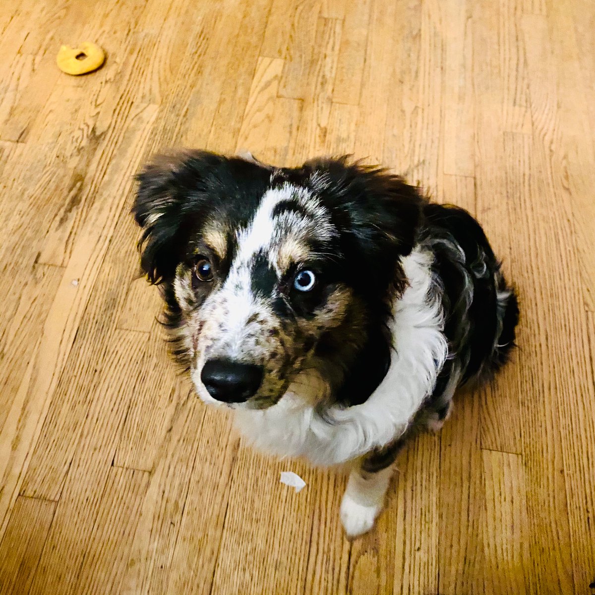 Imjusts55845762's tweet photo. Here is my $ass 

Love this little guy.  So I’m in and I’ll hold!!

#safemoon #NFTARTFinance #AquaGoat #SHIBARMY #fullsend #PooRocket #nocapcoin #peacock #kishu https://t.co/ojHUlkNXvz