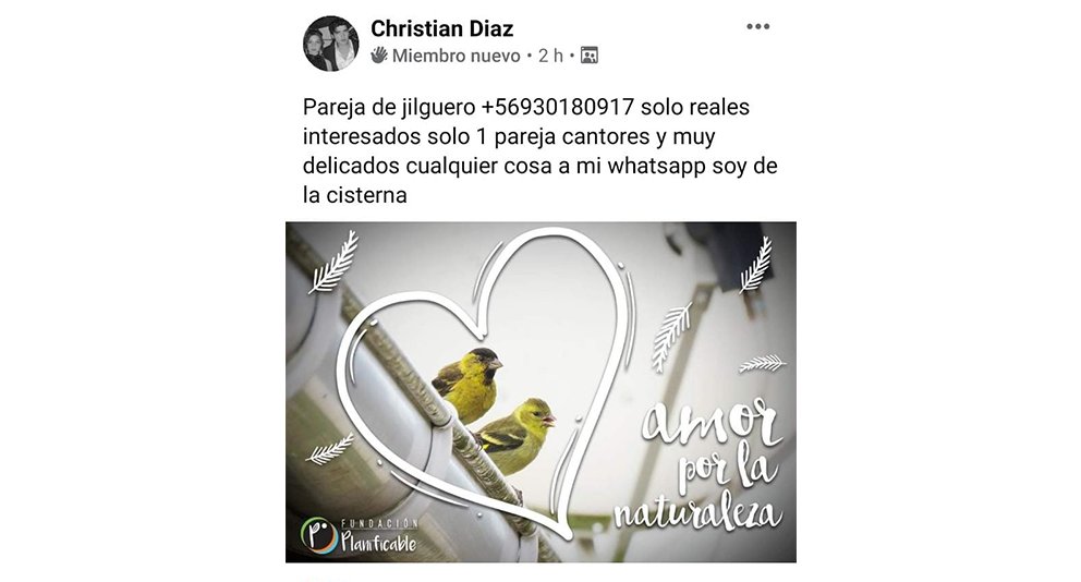 ¡Atención! Hay venta de aves nativas con fotos de nuestra fundación. Compártenos el material que encuentres para levantar una denuncia formal. Cazar, capturar, vender y comprar especies nativas está prohibido <a href="/PDI_CHILE/">PDI Chile</a> <a href="/MMAChile/">Ministerio del Medio Ambiente</a> <a href="/sagchile/">SAG</a> <a href="/biosferamia/">biosferamia</a> <a href="/MNHNcl/">Museo Nacional de Historia Natural</a> <a href="/conaf_minagri/">CONAF - Corporación Nacional Forestal</a>