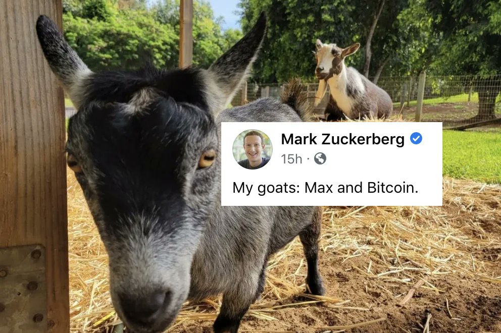HTX_India's tweet image. If you are willing to name your pet after any Cryptocurrency name, what would it be ? 🚀😉

#Huobi #HuobiPrime #huobiindia #MarkZuckerberg #Bitcoin #maxgoat