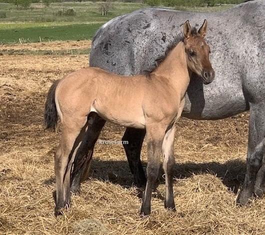 Garcia says if you are looking for handsome, I think I am your guy! <a href="/farm_kruse/">KruseFarm</a> <a href="/CircleGallop/">GallopCircle</a> <a href="/CircleEquine/">EquineCircle</a>