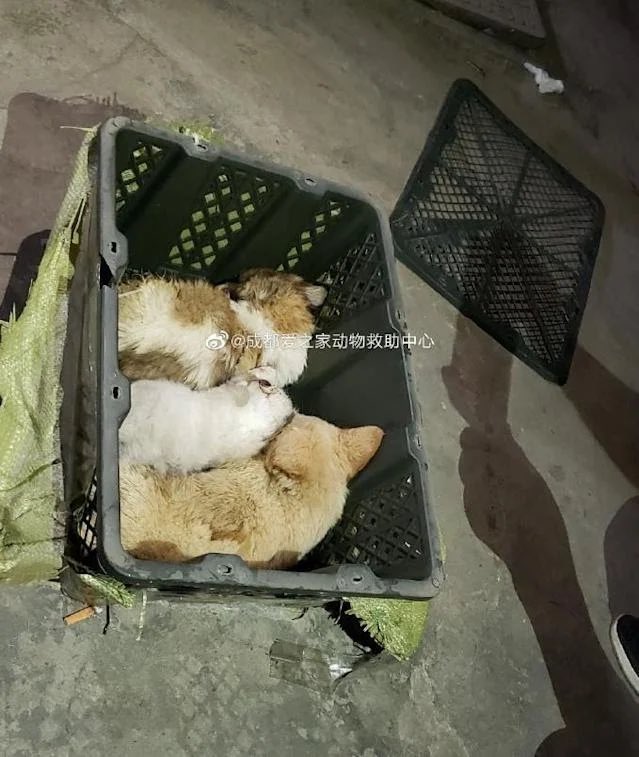 animals_innocent_creatures tweet media