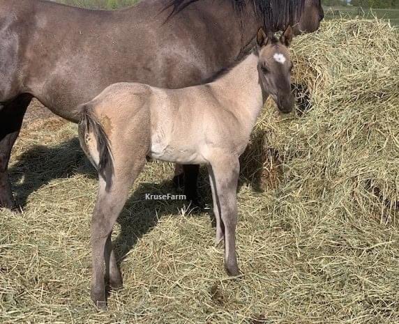 Kahlua thinks she is beautiful and I agree with her. <a href="/CircleEquine/">EquineCircle</a> <a href="/CircleGallop/">GallopCircle</a> <a href="/farm_kruse/">KruseFarm</a>