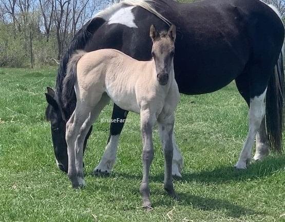 Callie says Beth I can't wait to come to Pennsylvania and meet my cousin Phoenix. <a href="/farm_kruse/">KruseFarm</a> <a href="/CircleEquine/">EquineCircle</a> <a href="/CircleGallop/">GallopCircle</a>
