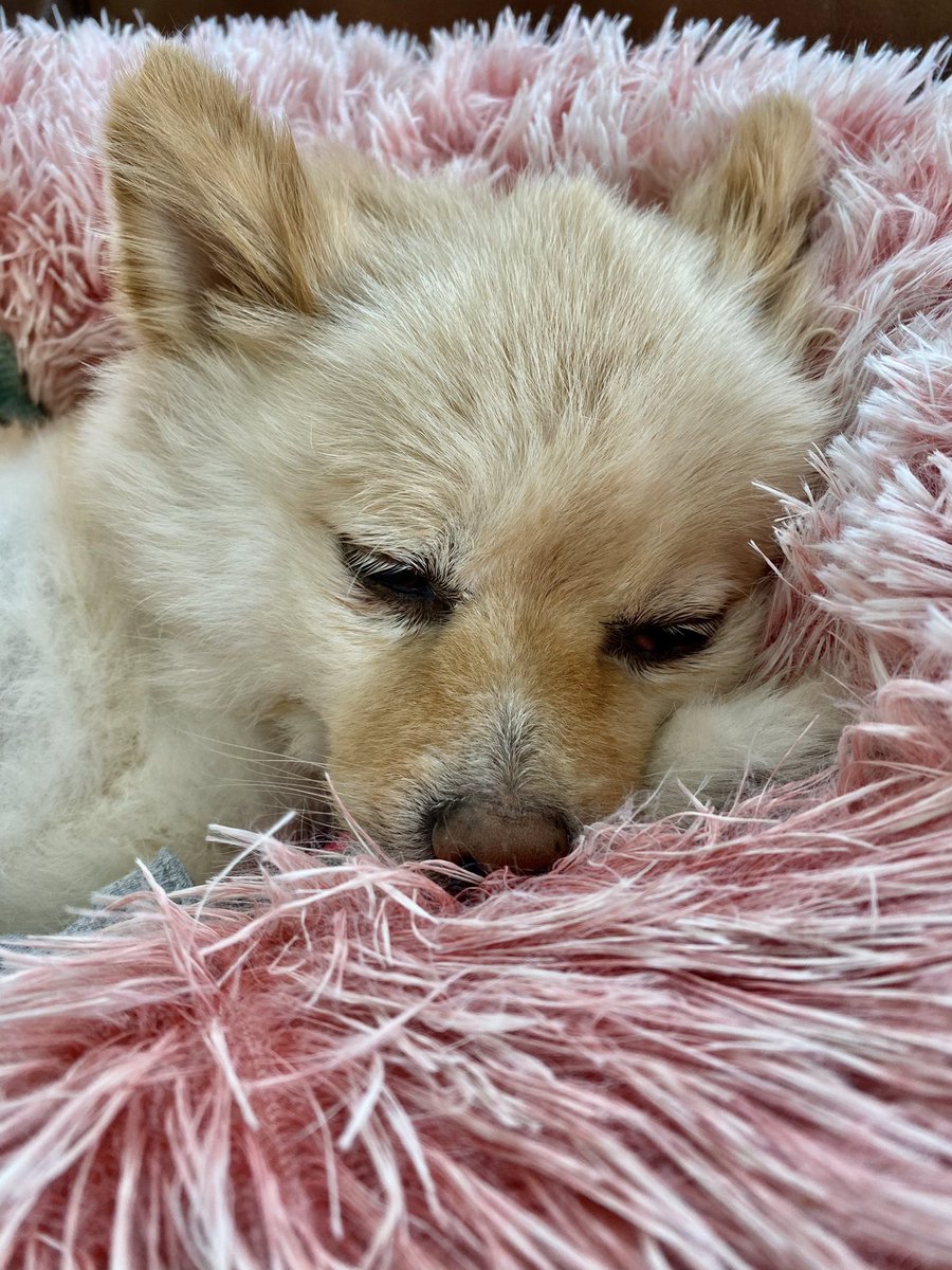 cayahefner's tweet photo. I lost My baby, my best friend, my rockstar, my heart. Thank you for giving me your whole life by showing me what true unconditional love and support partner is, like you. I love you always Angel Bear. Thank you for being you and let me be your mum ♥️#ripangelbear #dogmom https://t.co/ko1jcFullG