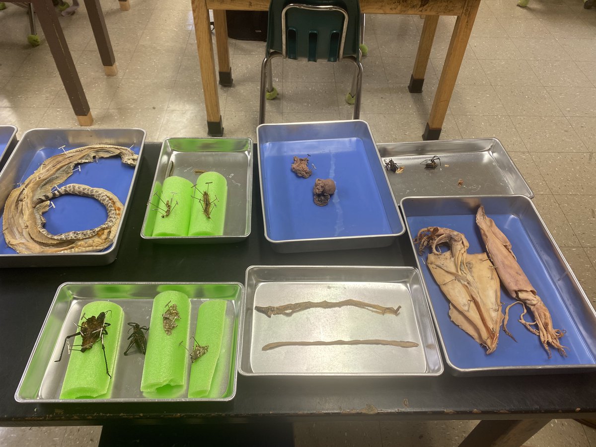 HCS_ScienceDept's tweet image. @KecoughtanHigh students participated in a comparative anatomy study dissecting different animals in Ms. Massey&apos;s Biology class.  @HamptonCSchools #hcsscience