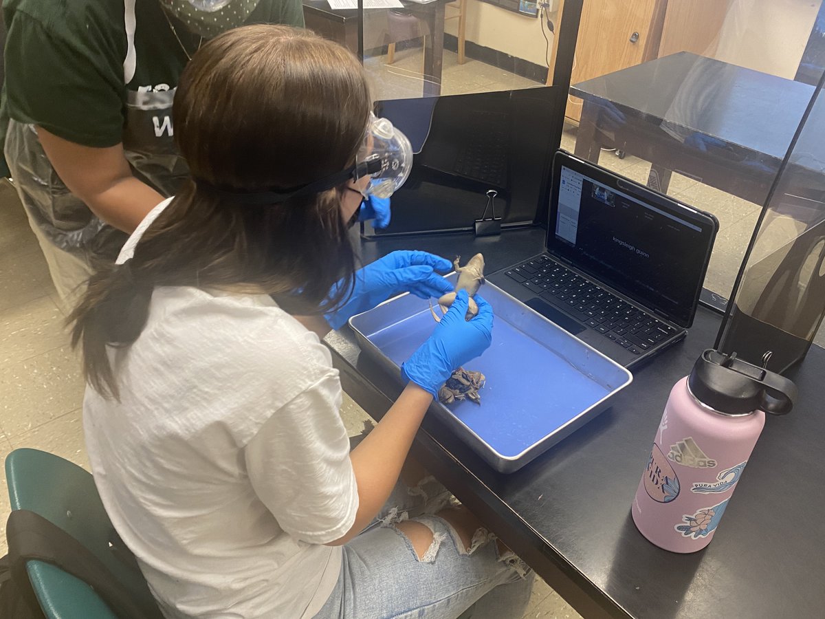 HCS_ScienceDept's tweet image. @KecoughtanHigh students participated in a comparative anatomy study dissecting different animals in Ms. Massey&apos;s Biology class.  @HamptonCSchools #hcsscience
