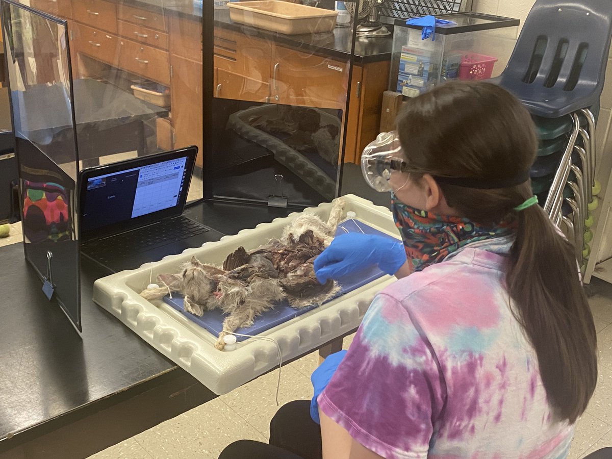 HCS_ScienceDept's tweet image. @KecoughtanHigh students participated in a comparative anatomy study dissecting different animals in Ms. Massey&apos;s Biology class.  @HamptonCSchools #hcsscience