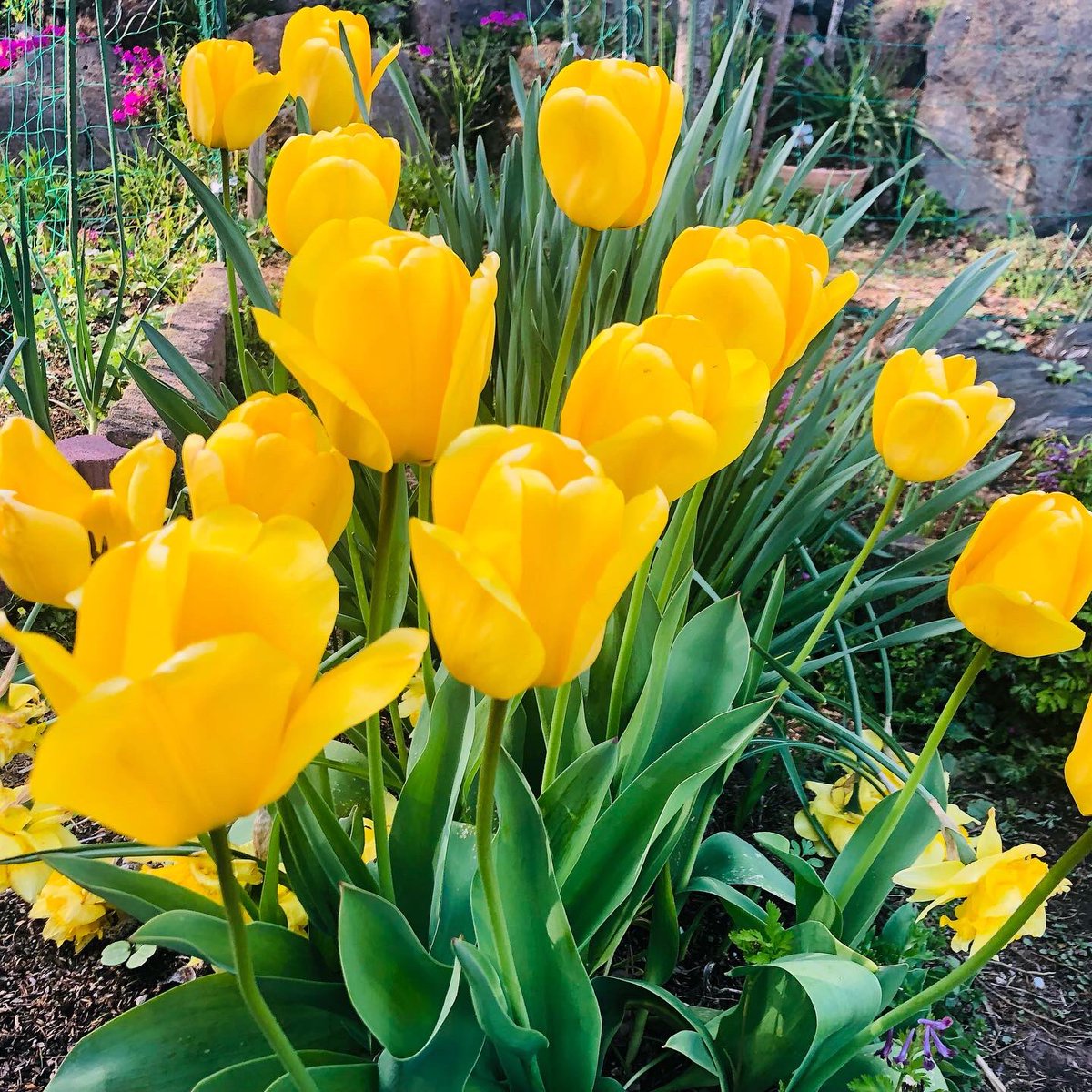 ガーデニングライフ