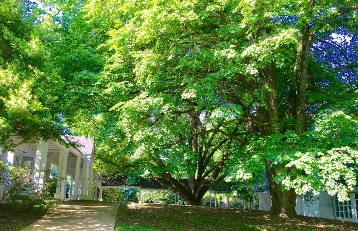 IPCMcLean tweet media