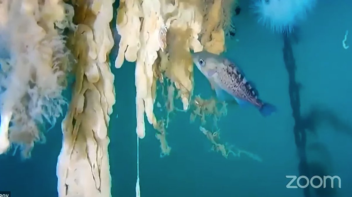 BamfieldMSC's tweet image. Didemnum vexillum, or the &apos;pancake batter tunicate&apos;, has invaded Bamfield&apos;s docks and pilings environment, choking out the endemic organisms typically growing there! #ROV #BMSCLive