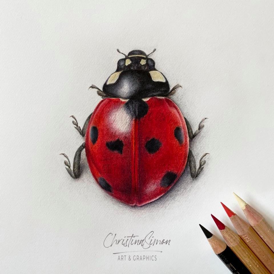 Insects  Drawing Skill