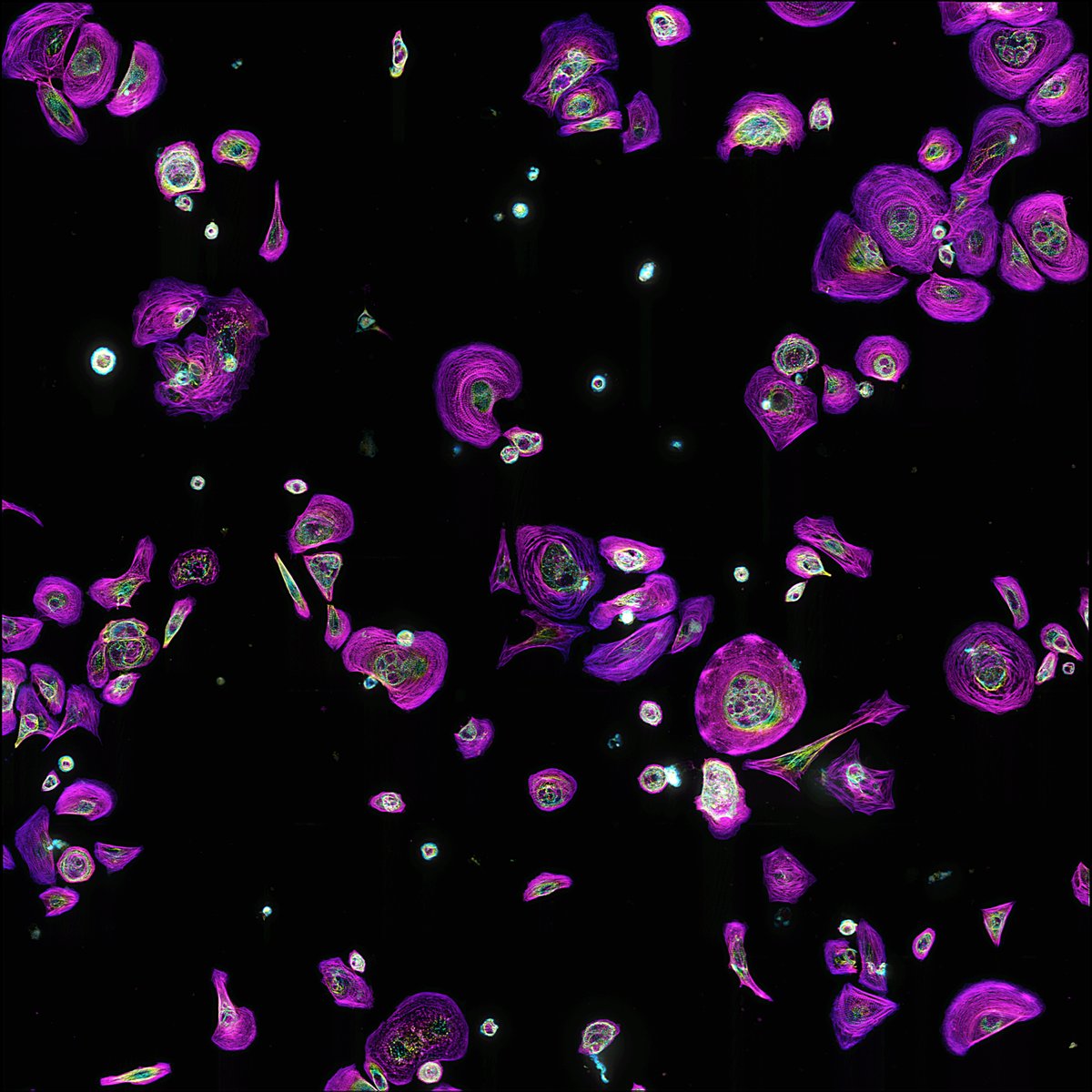 Galaxies of Cells
#CellBiology #microscopy #SciArt