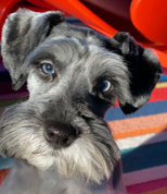 gomezcueto's tweet image. Kodak and Fuji would like that! #DogsofMicrosoft #MicrosoftLife