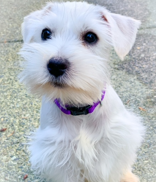 gomezcueto's tweet image. Kodak and Fuji would like that! #DogsofMicrosoft #MicrosoftLife