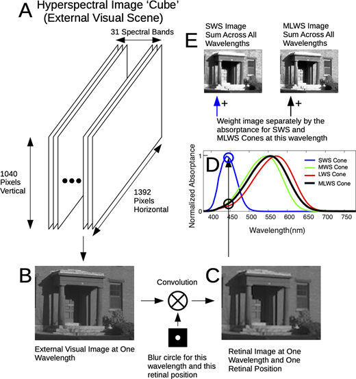 ARVOJOV's tweet photo. New and free to read now: "How chromatic cues can guide human eye growth to achieve good focus." 

Check it out here: https://t.co/llW1ERfOk8 @UABSO #myopia #emmetropization #aberration #optics #visionscience #retina 

- articles are 100% OpenAccess &amp; free to read/download/share- https://t.co/Yn7n4nw8k9