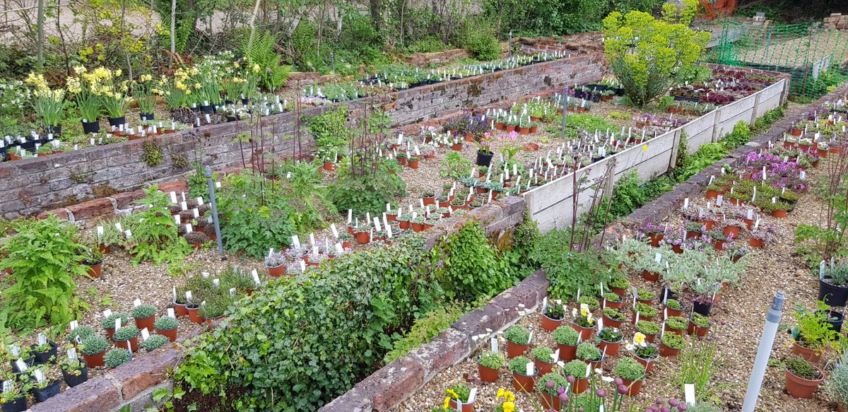 The alpines are thriving in this extraordinary weather we are having!  It's so good to be able to offer an interesting selection again!  #littleheathfarmnursery