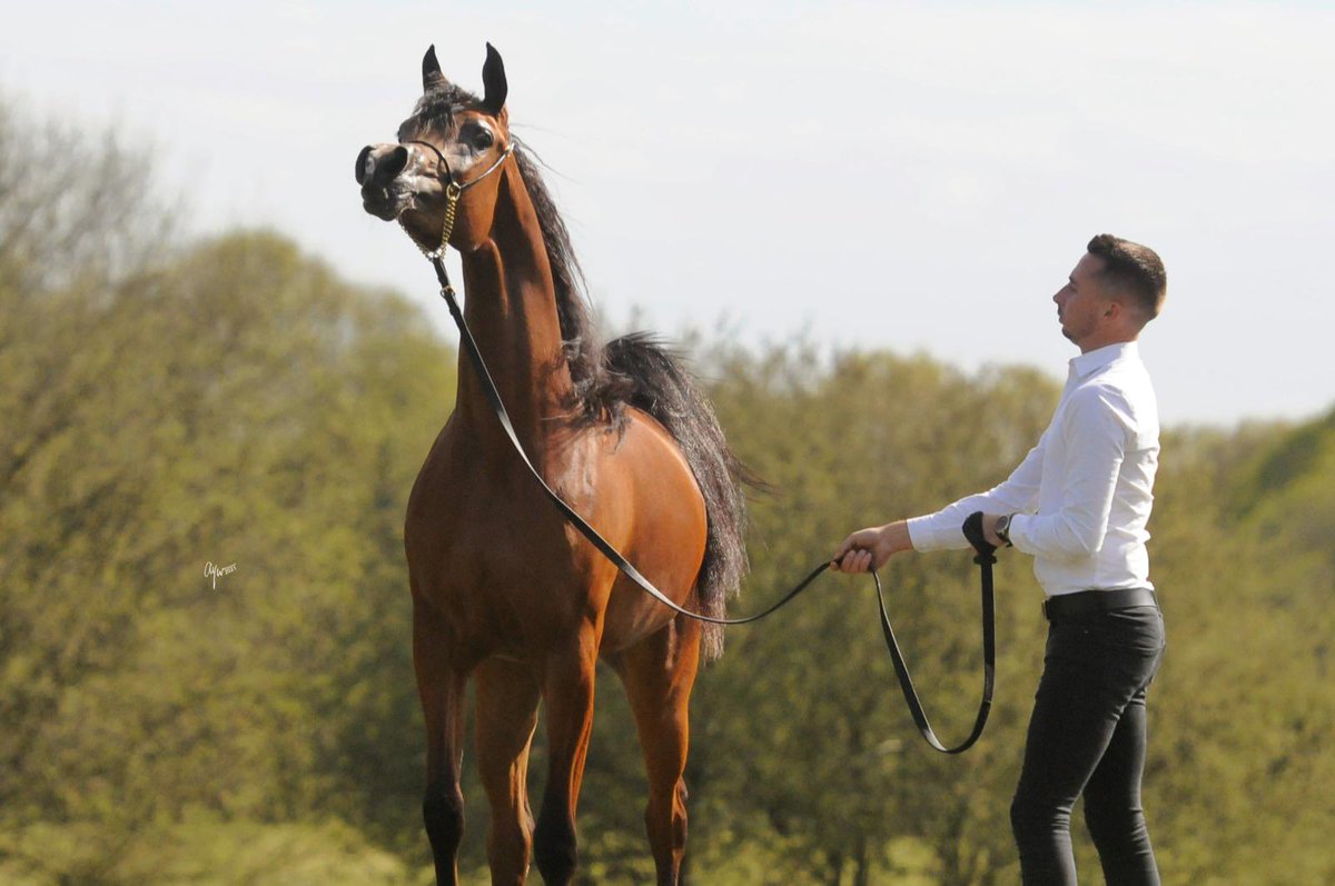 GENOVIA WN
إحدى جميلات #مربط_الوطن
في أوروبا وهي الآن تستعد للمشاركه في الموسم 2021م 
#الخيل_العربية_الأصيلة