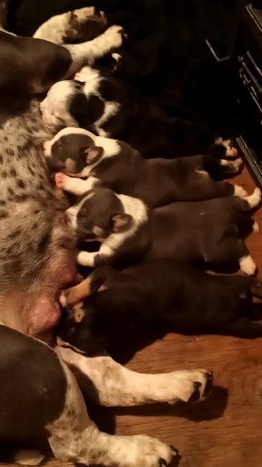 roach_solano's tweet image. Wreck-It Ralph grandbabies