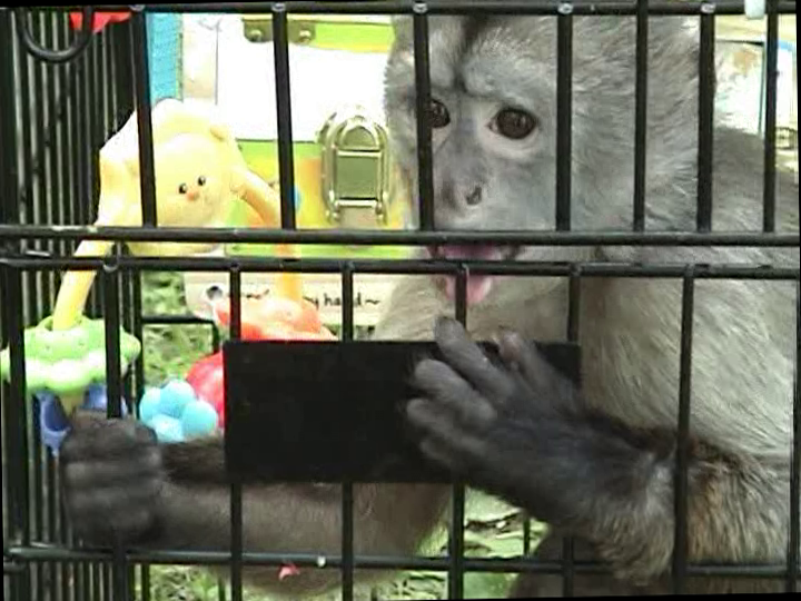 Captive wedge capped capuchin in private home in US.