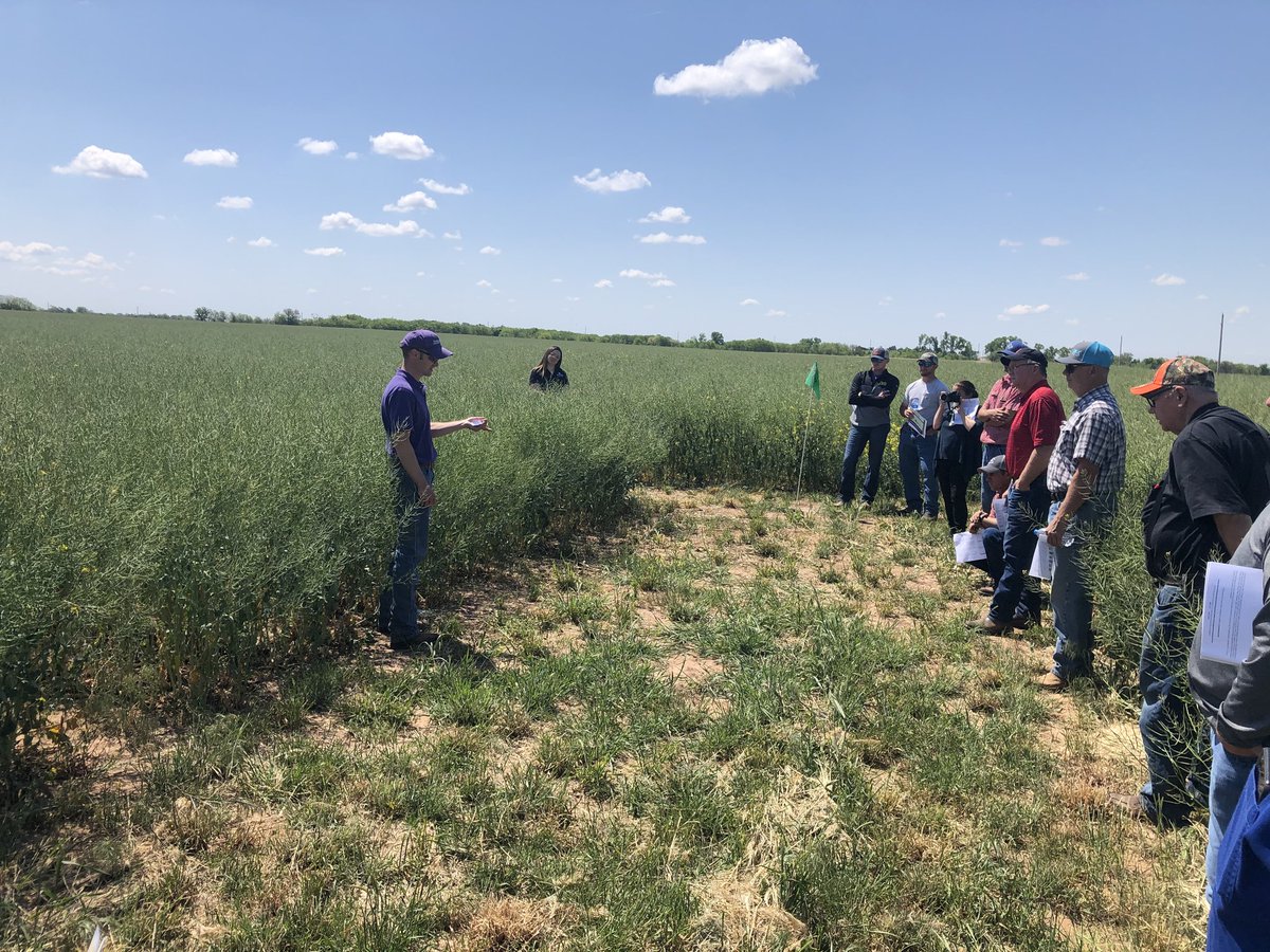 ksucanola's tweet photo. Great to finally be back in the field with #canola growers and @KStateRE Kingman County yesterday. Fantastic day. Hoping it rains as the plots were showing drought stress. #NWCVT @KStateAgron @secchimario https://t.co/IxxqEZ6DQj