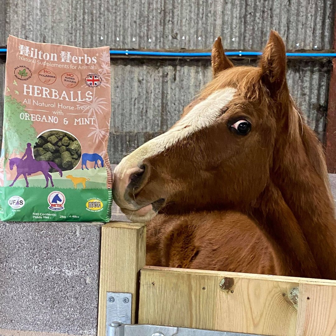 Brand ambassador's, Julie's gorgeous Hari, is a fan of our Herballs!

We'd love to see photos of your horses/goats/sheep (whatever species it may be 😀) loving our Herballs too!

#hiltonherbs #hiltonherbsuk