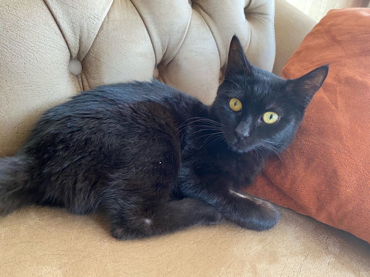 Herkese merhaba benim adım hıyar. Fip hastalığıyla mücadele ediyorum. Mücadelemin 18. günündeyim. Şu kısacık zamanda ilaç sıkıntısı yüzünden tedaviye ara verdik. Lütfen bana yardım edin🙏 ölmek istemiyorum. Sesimi duyurmanız bile çok büyük bir destek lütfen😔