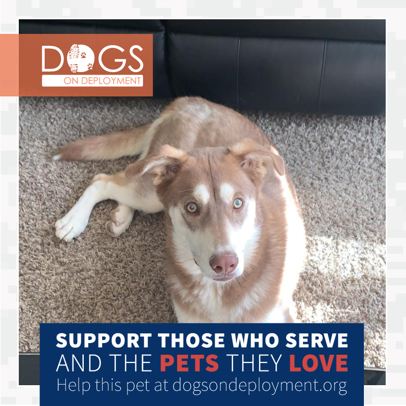 DogsonDeploymnt's tweet photo. Gypsy from NORTH LAS VEGAS, NV is in need of a #DoDBoarder, 5/15/21-12/21/21. #Airforce dad will be #deployed . If you can #board, register at https://t.co/a2matXs72Q.
#DogsonDeployment #DODMission #Love #Fund #DoDPetInNeed #DoDFoster #NORTHLAS VEGAS #NEVADA https://t.co/QtWLgc2cIQ
