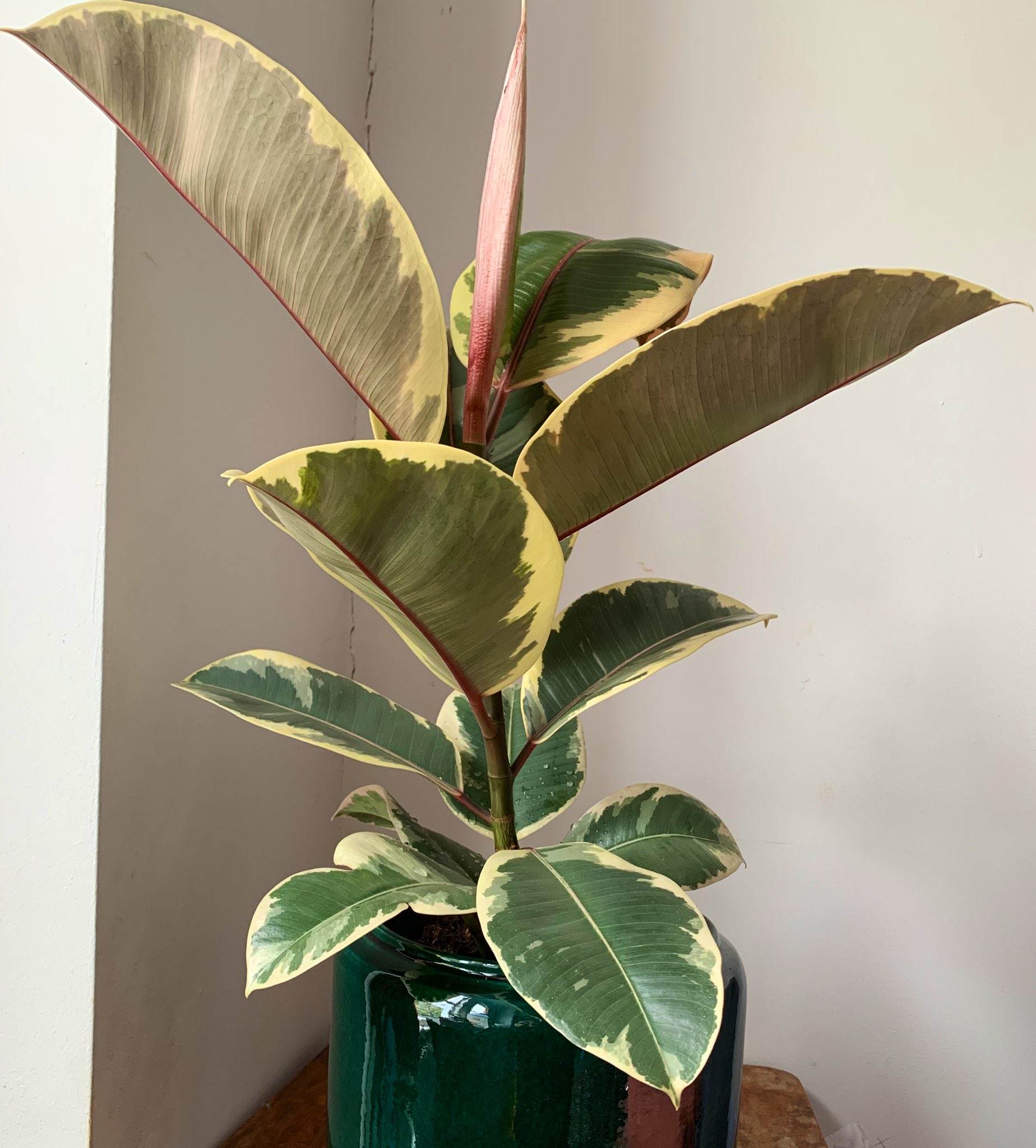 𝖸𝗈 𝖮𝗄𝖺𝖽𝖺 ガーデンセンターに観葉植物を買いに行った 名前は分からないけど また 抽象絵画のような葉っぱが気に入って これにした 絵に描こうかな ロンドン散歩 T Co Iv8lml0gmt Twitter