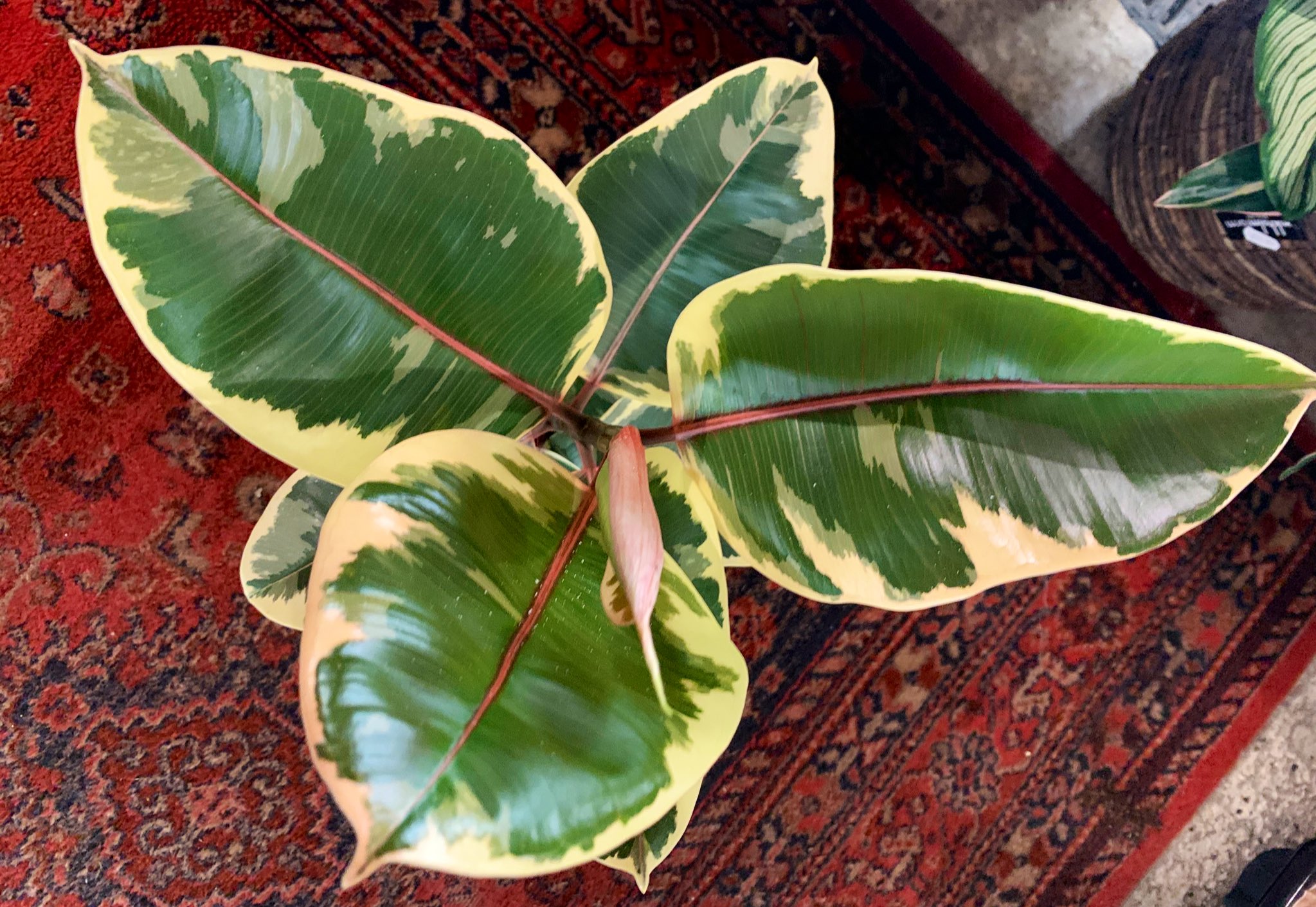 𝖸𝗈 𝖮𝗄𝖺𝖽𝖺 ガーデンセンターに観葉植物を買いに行った 名前は分からないけど また 抽象絵画のような 葉っぱが気に入って これにした 絵に描こうかな ロンドン散歩 T Co Iv8lml0gmt Twitter