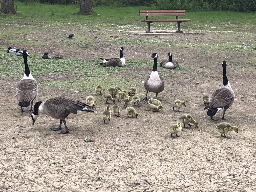 Trisha27029290's tweet photo. Lots of new life out this afternoon #ifieldmillpond https://t.co/V5urkKru4P