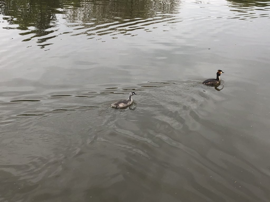 Trisha27029290's tweet photo. Lots of new life out this afternoon #ifieldmillpond https://t.co/V5urkKru4P