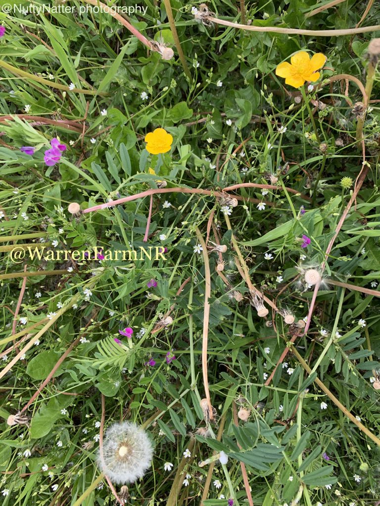 She asked herself “Where does a rainbow end, &amp; where does it begin? Maybe I’ll be happy, if I find my way there.” The buttercups beamed a yellow glow, the vetch a purple hue, the clovers greeted her in green, forget-me-nots in blue. #MentalHealthAwarenessWeek #WarrenFarmNR 💚