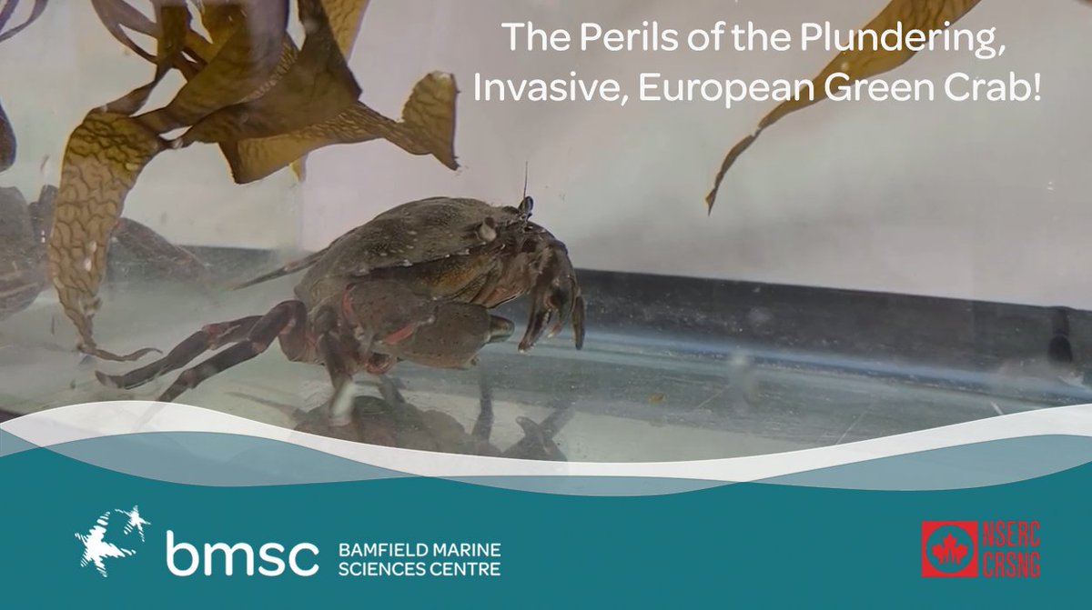 BamfieldMSC's tweet image. One of the 10 most unwanted species in the world is the European Green Crab, We need your help to track &amp;amp; report it! 

Learn about  this #invasivespecies that is out-competing local species &amp;amp; damaging sensitive habitat .

YouTube: ow.ly/Uo8z50EMP6f 

#BMSCLive
@NSERC_CRSNG