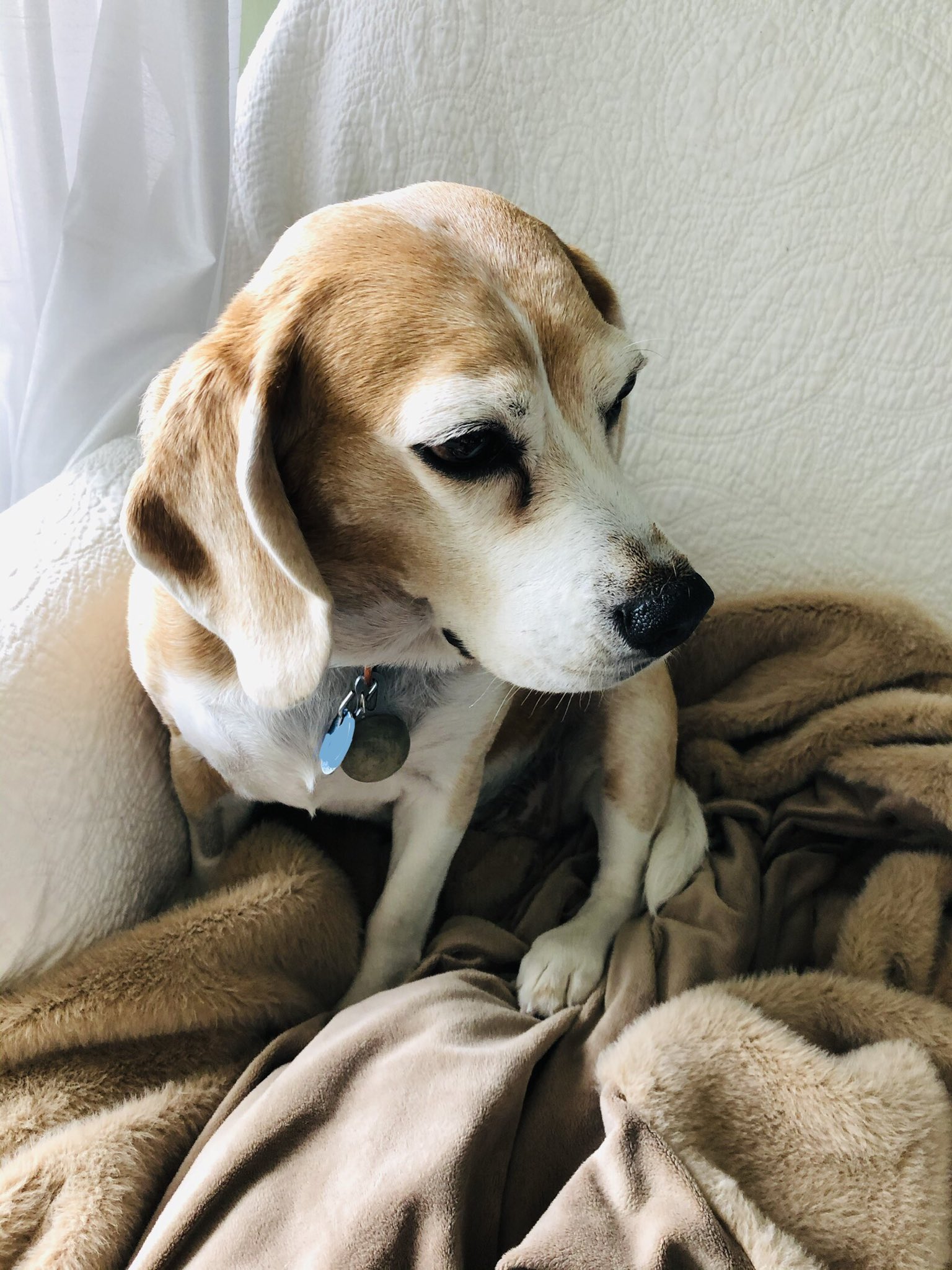 Blanket back cheap beagle