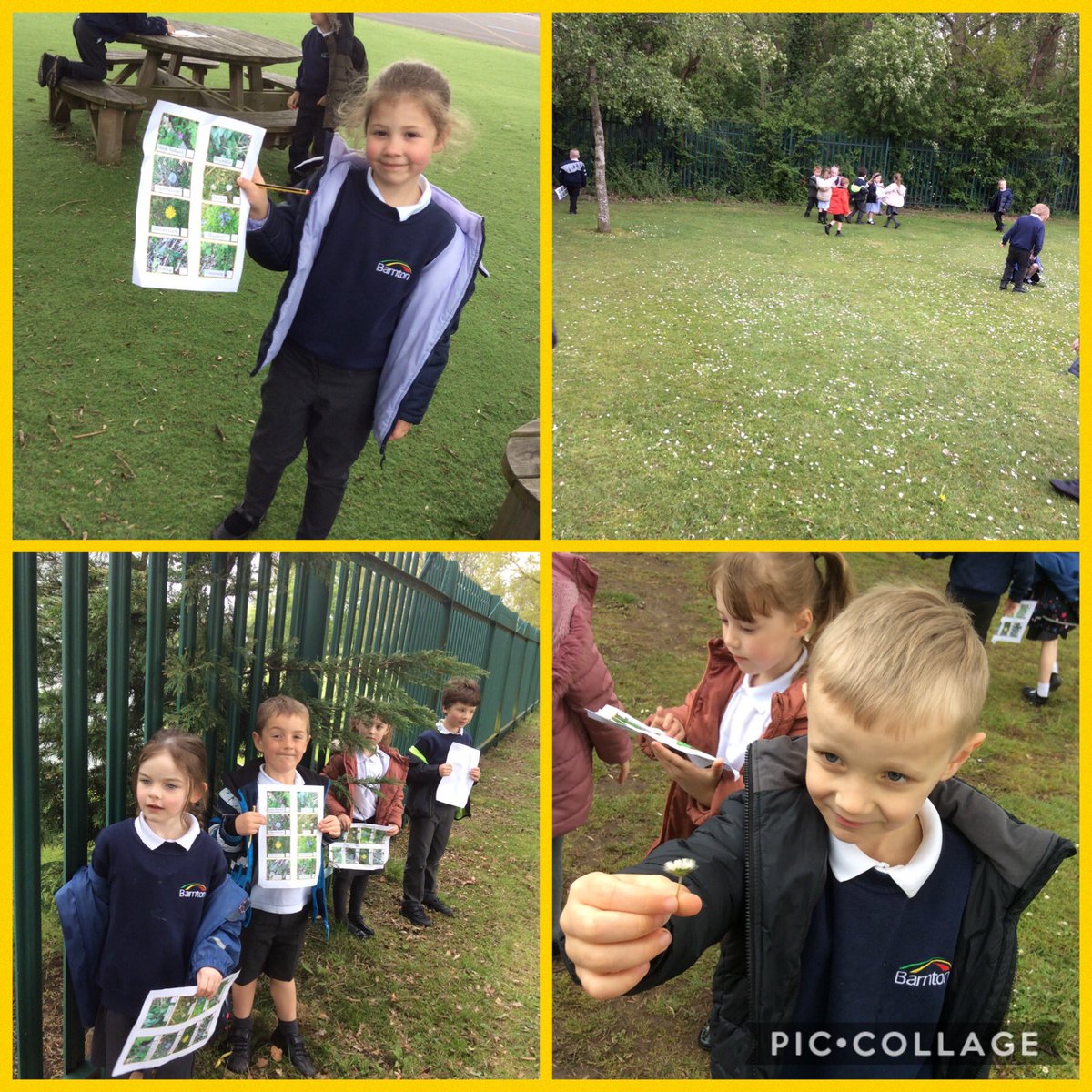BarntonMissE's tweet photo. We have had a lovely afternoon outside investigating the wild plants that can be found around our school🌳🌲🍀🌾🌼 #BCNPScience @BarntonMrsSc @BarntonMrsM @BarntonMrsL https://t.co/94sjiu497M