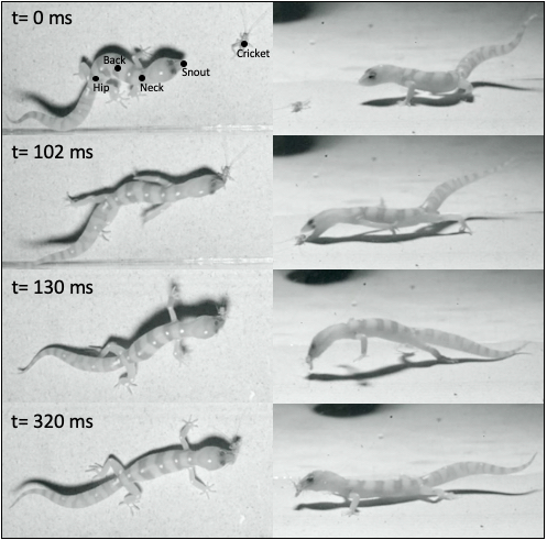 HighamLab's tweet photo. Super excited to share the first publication from PhD student @MarinaVollin ! Tail autotomy alters prey capture performance and kinematics, but not success, in banded geckos https://t.co/mQPYsgNGne @EeobUcr @UCR_ScienceNews @UCRiverside @UCRCNAS @gecko_papers @ICB_journal @SICB_ https://t.co/DEVrxqRo0U