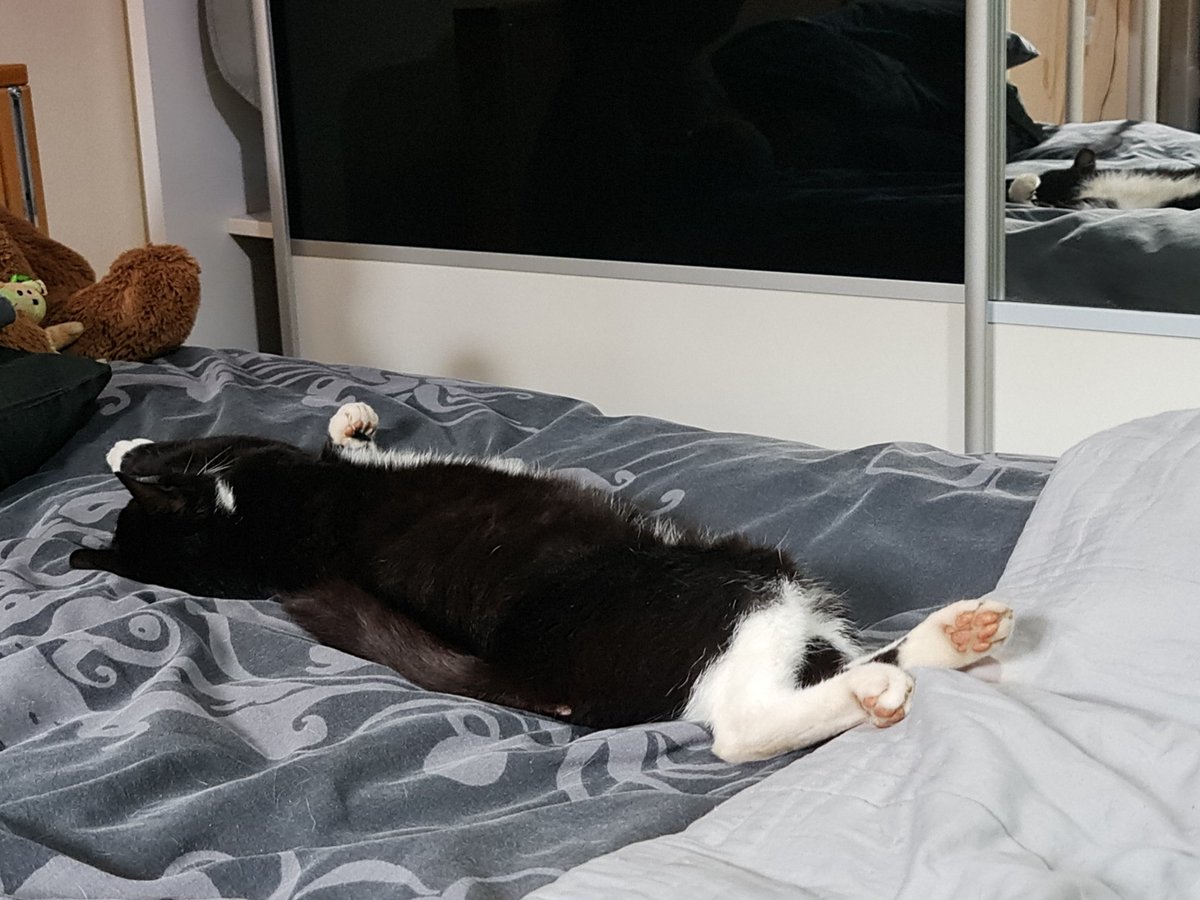 RiotheBWCat's tweet photo. If in doubt, chill out! #CatsOfTwitter #cats #catsofinstagram https://t.co/IMEgeUaxpa