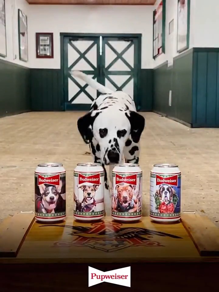 Morrison Dog Named Wilson Chosen In Budweiser S Pupweiser Contest Cbs Denver Morrison Dog Named Wilson Chosen In Budweiser S Pupweiser Contest Cbs Denver