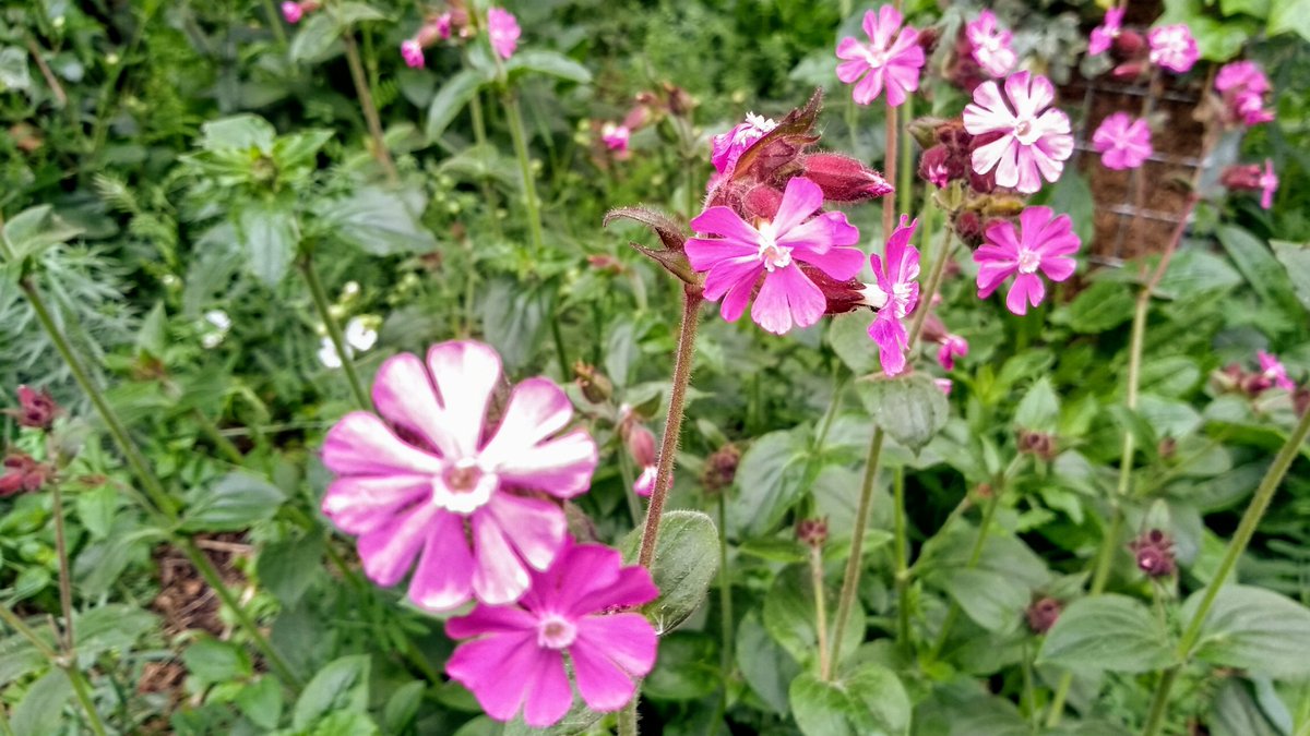 Countryside comes to town. #SE1 #wildflower meadow in Tabard Street. #rewilding #biodiversity thanks to <a href="/BetterBankside/">Better Bankside</a> <a href="/BanksideForest/">BanksideUrbanForest</a>