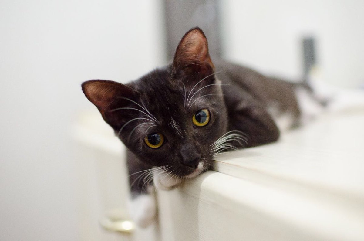 DailyAnimals6's tweet photo. A lovable kitten came to say that tomorrow we're going to have a new video on our YouTube channel. If you aren't subscribed yet, just click on this link 「https://t.co/y7S15hNE2H」to never again miss the cutest animals around the world. 💛💙 
I wish you all a wonderful weekend! https://t.co/FpcZdOd2k1