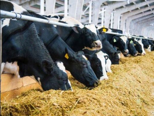 GlassBarn's tweet image. 🏁Farmers fuel the five-hundred! Find out how in this edition of the Sharing the Farm Table Newsletter!🏁 - mailchi.mp/7b9fa3512a04/o…